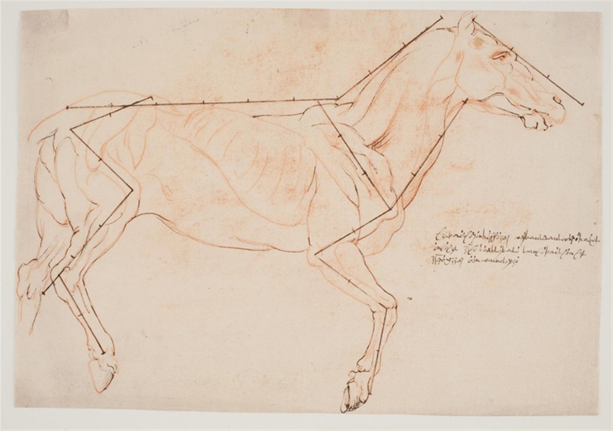 Anatomical and Proportional Study. A Horse by Willem Panneels