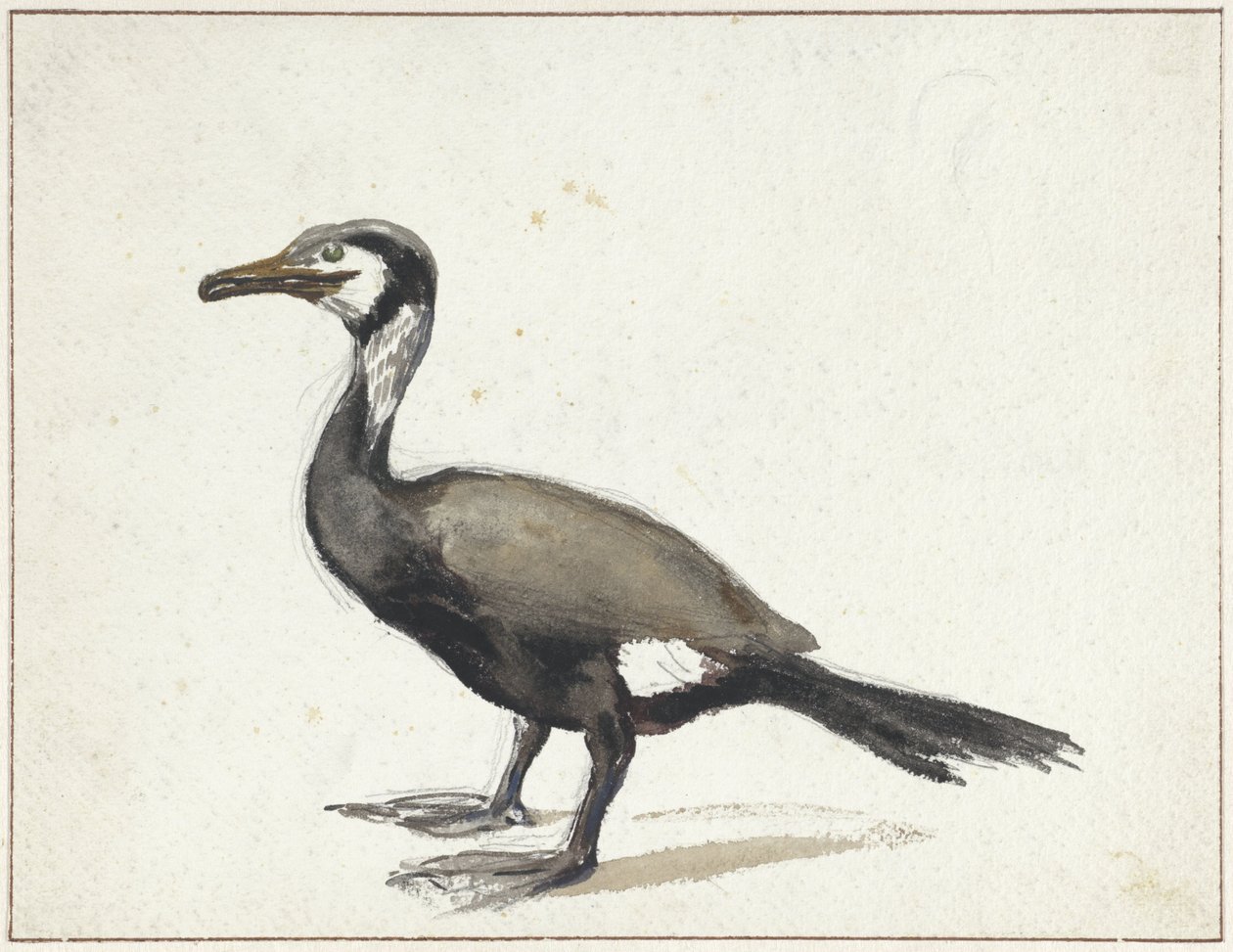 Cormorant by Willem Roelofs (I)