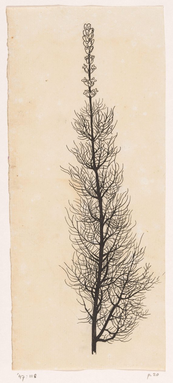 Yarrow by Willem Wenckebach