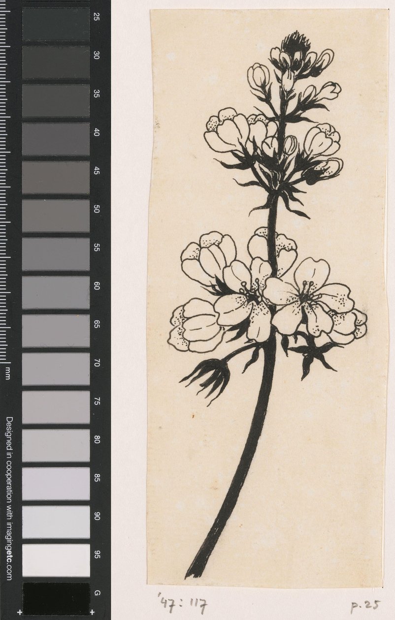 Water Violet by Willem Wenckebach