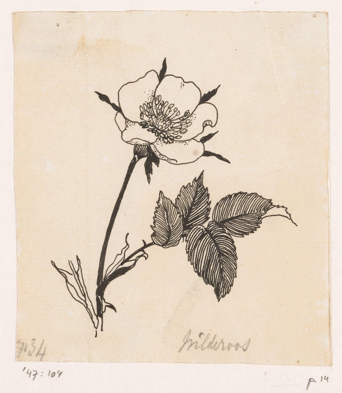 Wild Rose by Willem Wenckebach