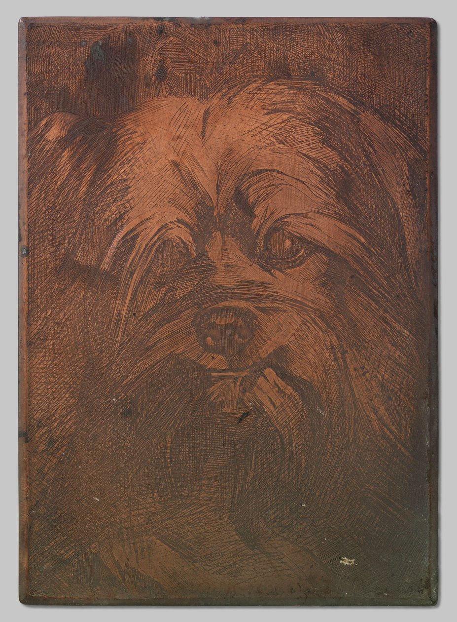 Dog Phoebus by Willem Arnoldus Witsen