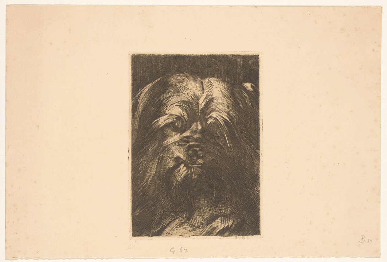 Dog Phoebus by Willem Arnoldus Witsen