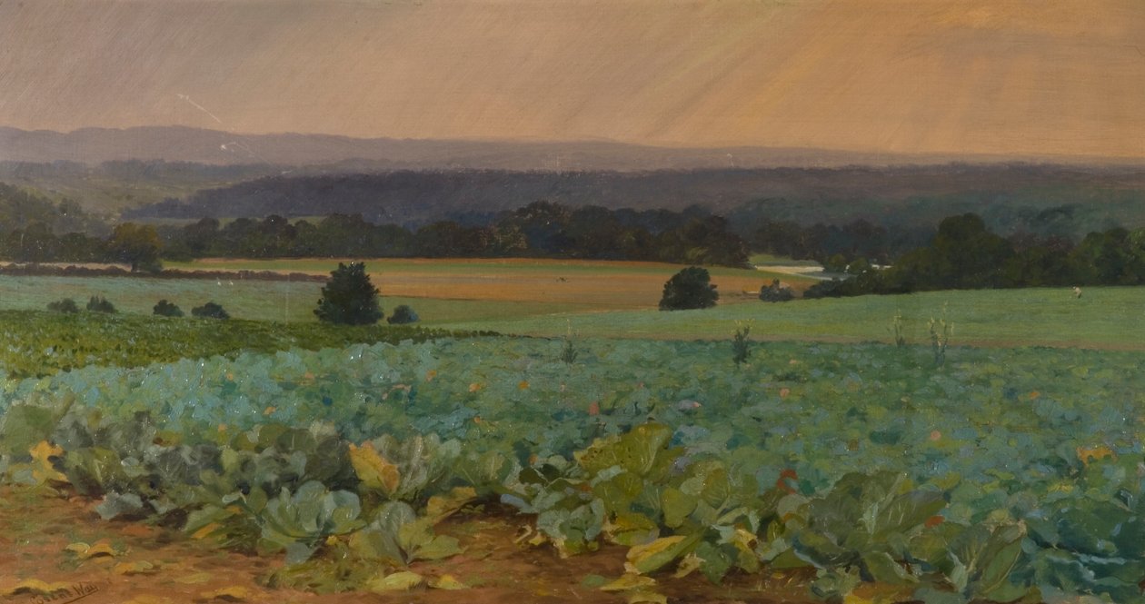 Turnip Field by William Cosens Way