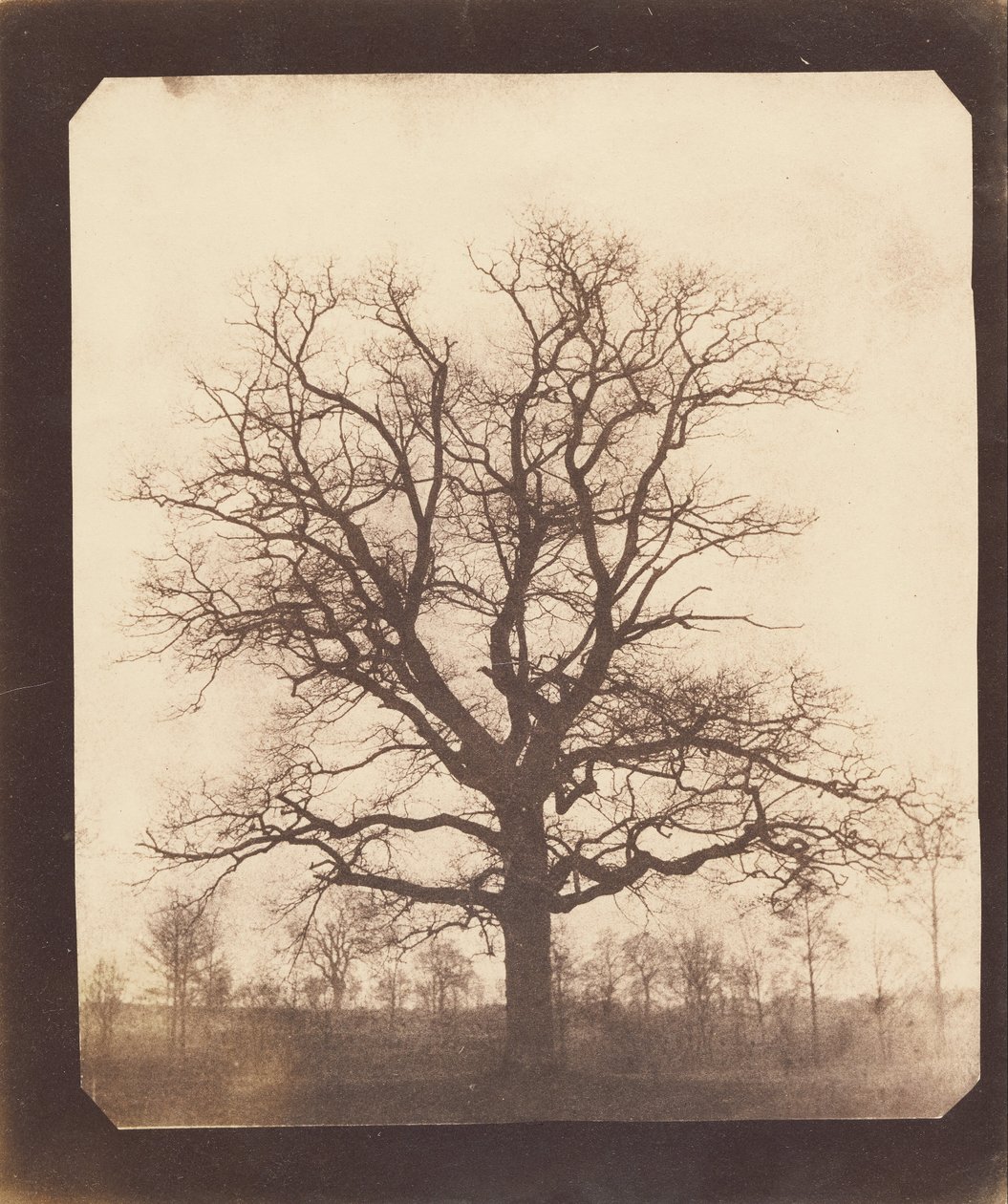 An Oak Tree in Winter by William Henry Fox Talbot