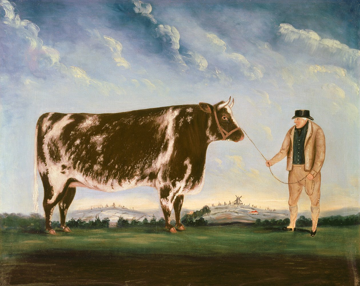 Study of a Shorthorn by William Joseph Shayer