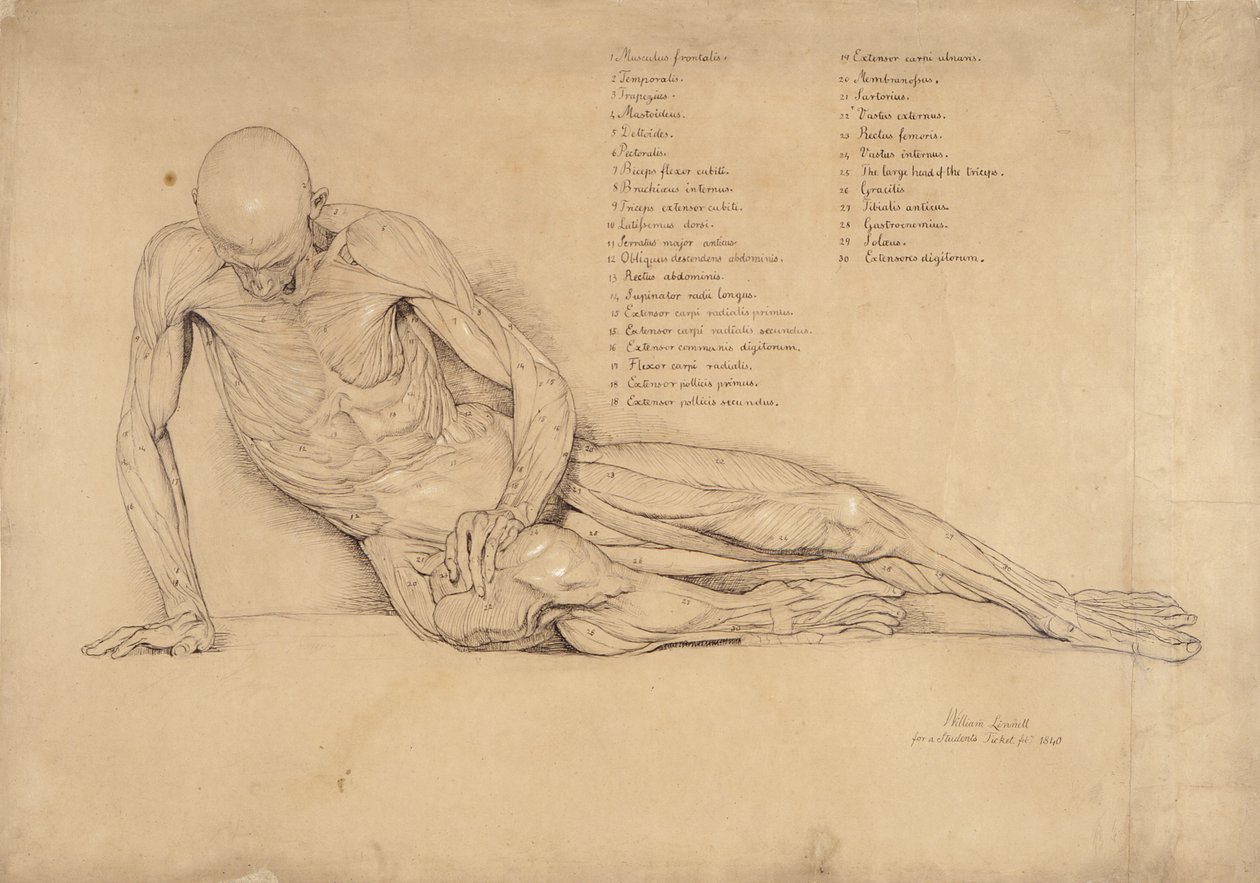 An Ecorche Study of the Dying Gaul by William Linnell