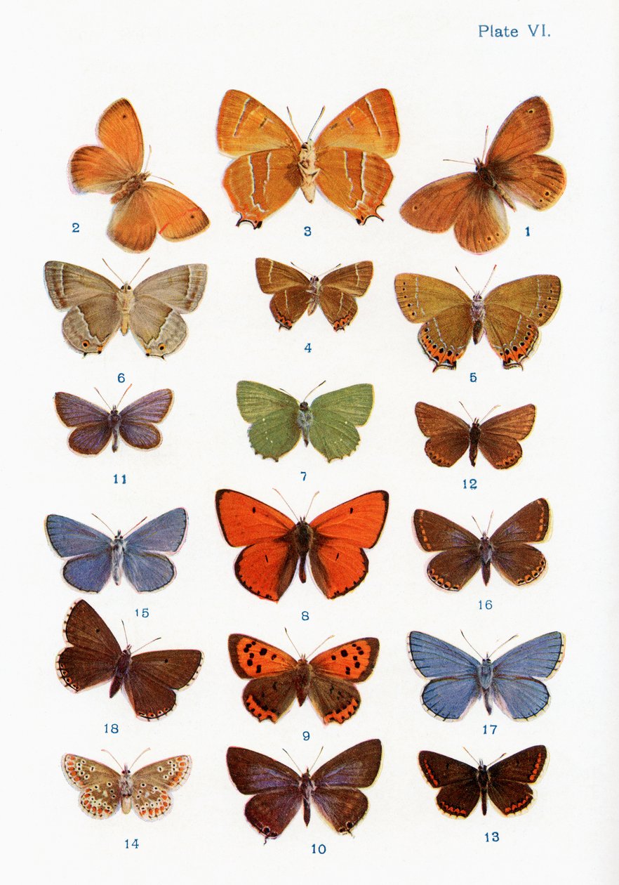 Different types of butterflies, illustration from the book Butterflies, Moths and Other Insects and Creatures of the Countryside, published 1927 by William Samuel Furneaux