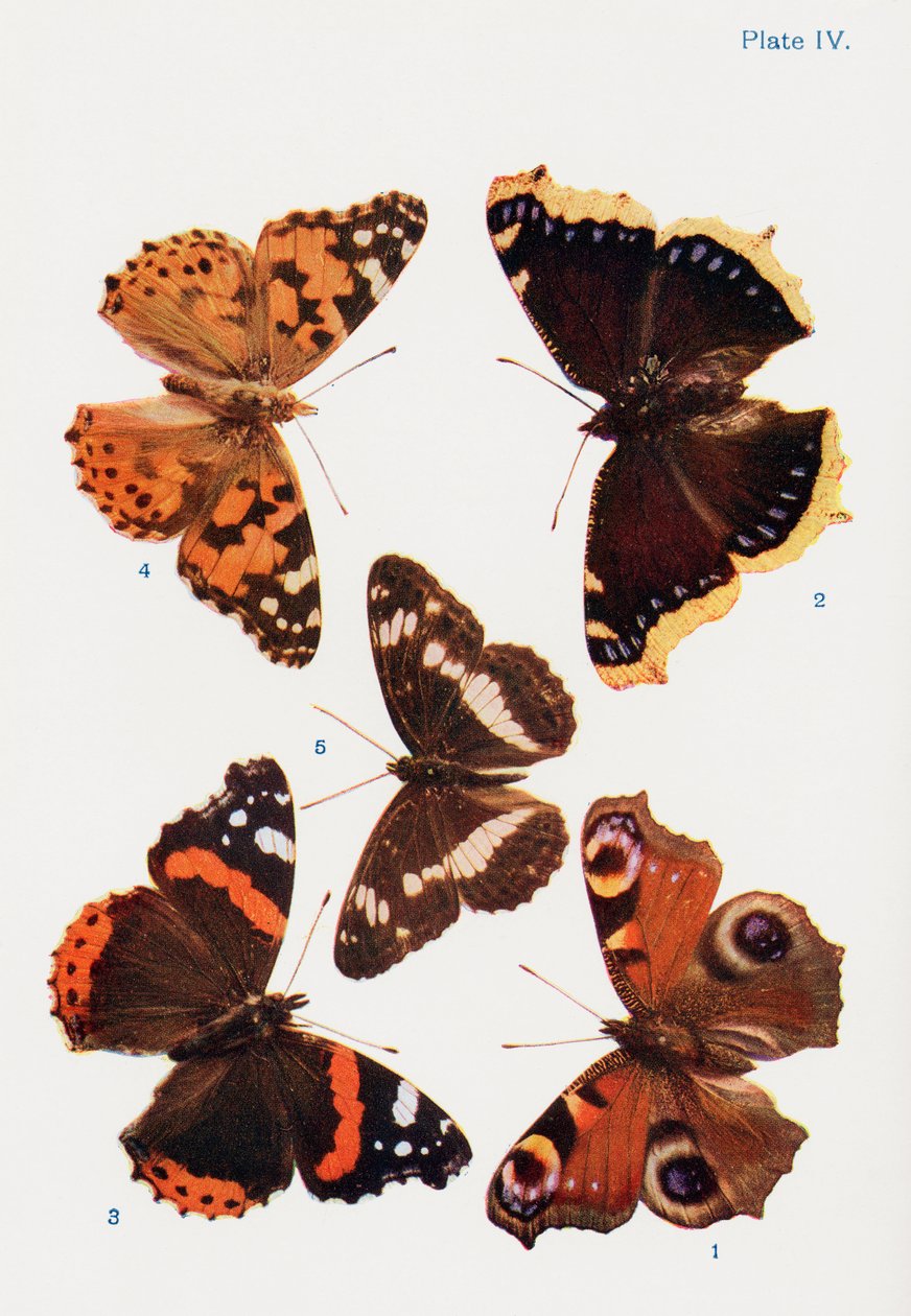 Different types of butterflies, illustration from the book Butterflies, Moths and Other Insects and Creatures of the Countryside, published 1927 by William Samuel Furneaux