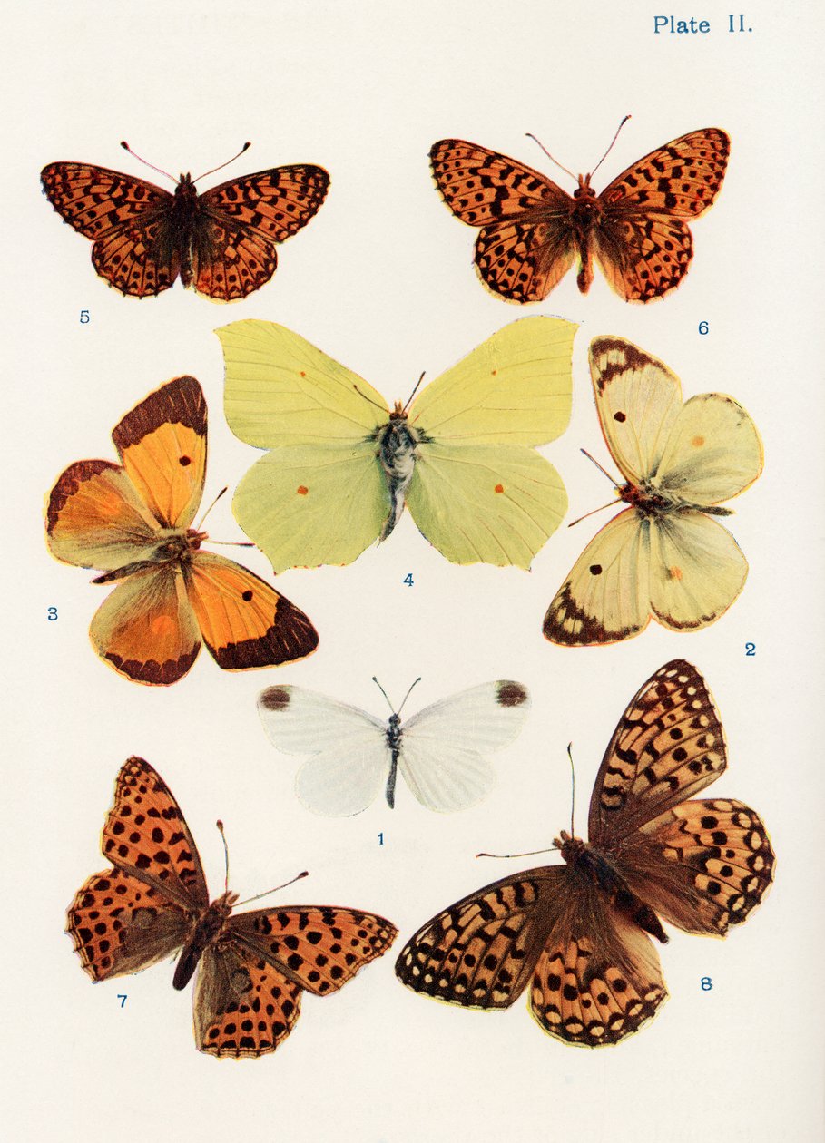 Different types of butterflies, illustration from the book Butterflies, Moths and Other Insects and Creatures of the Countryside, published 1927 by William Samuel Furneaux