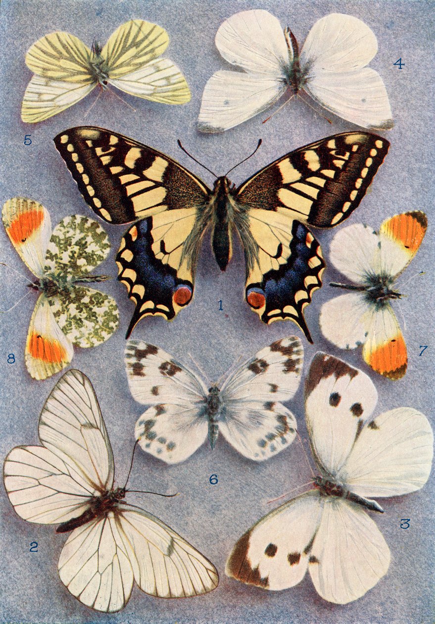 Different types of butterflies, illustration from the book Butterflies, Moths and Other Insects and Creatures of the Countryside, published 1927 by William Samuel Furneaux