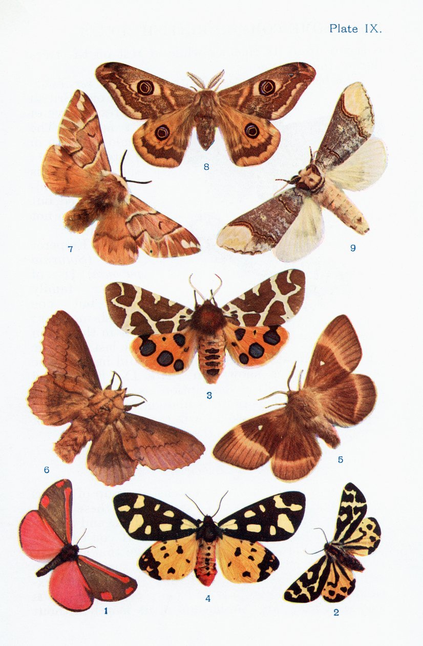 Different types of moths, illustration from the book Butterflies, Moths and Other Insects and Creatures of the Countryside, published 1927 by William Samuel Furneaux