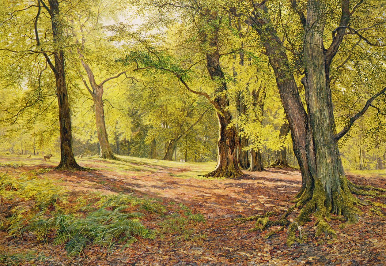 In the Beechwoods by William Samuel Jay