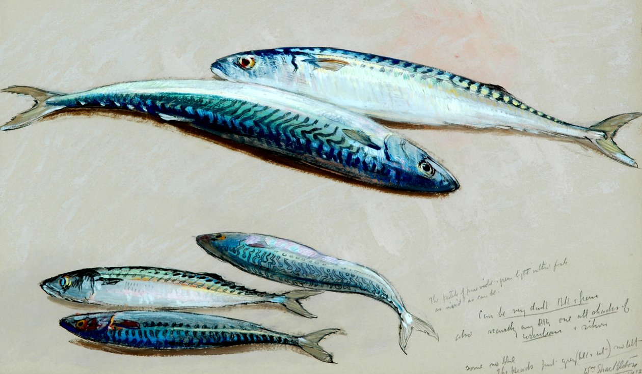 Study of Five Mackerel for 