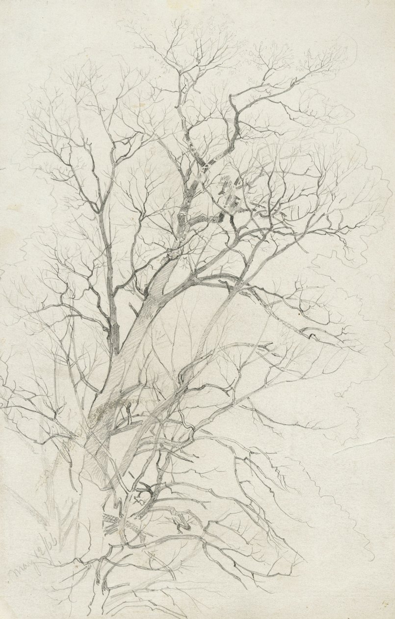 Tree by William Trost Richards