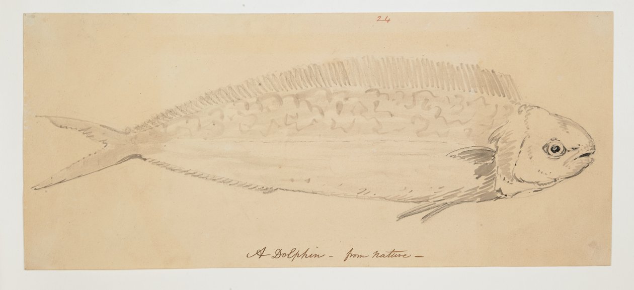 WD 961 f.24 by William Alexander