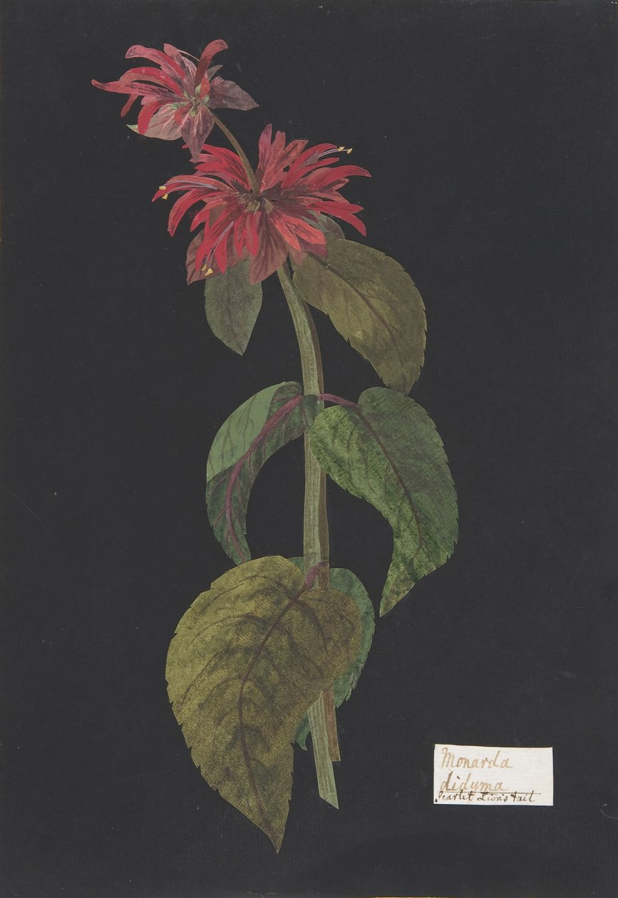 Monarda didyma Scarlet Lion