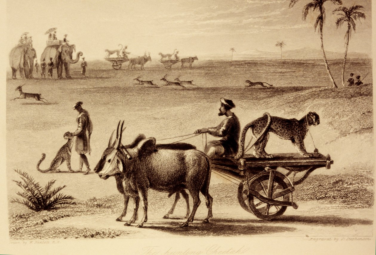 The Hunting Cheetahs by William Daniell