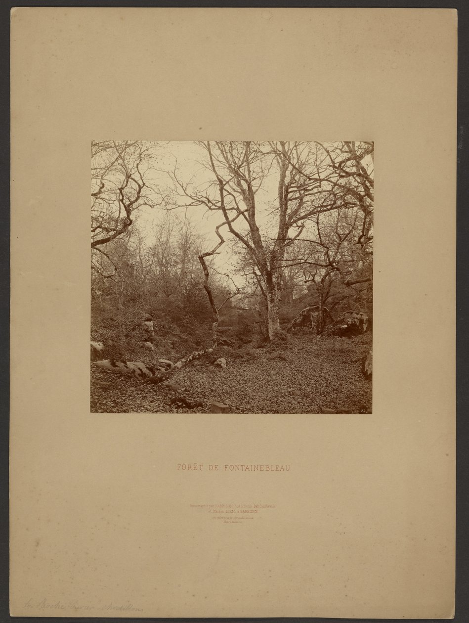 Forest of Fontainebleau by William Drooke Harrison