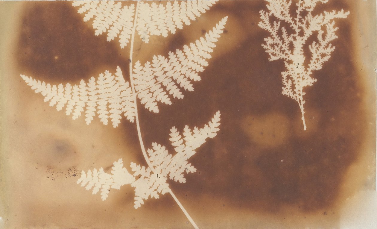 1. Felce. 2. Alga by William Henry Fox Talbot