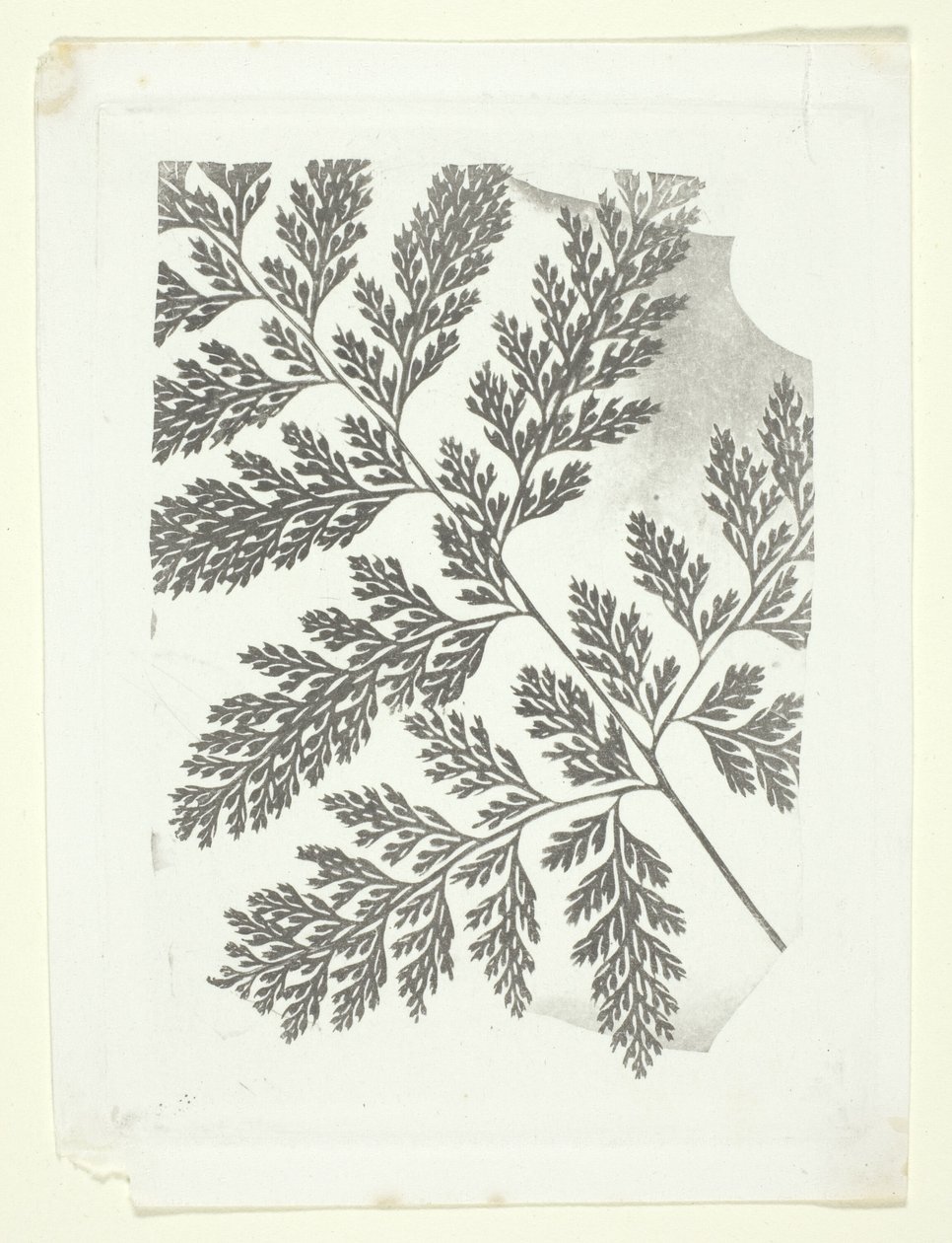 Branch of a Fern by William Henry Fox Talbot