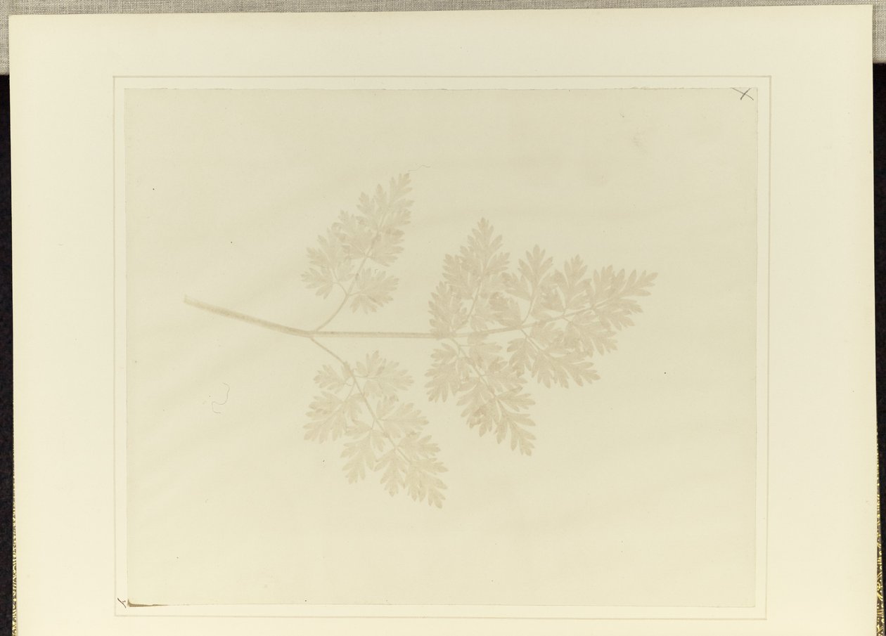 Leaf of a Plant by William Henry Fox Talbot