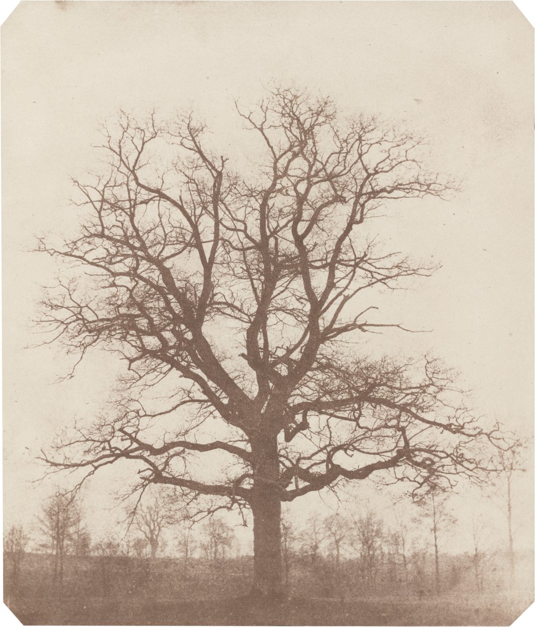 Oak Tree by William Henry Fox Talbot