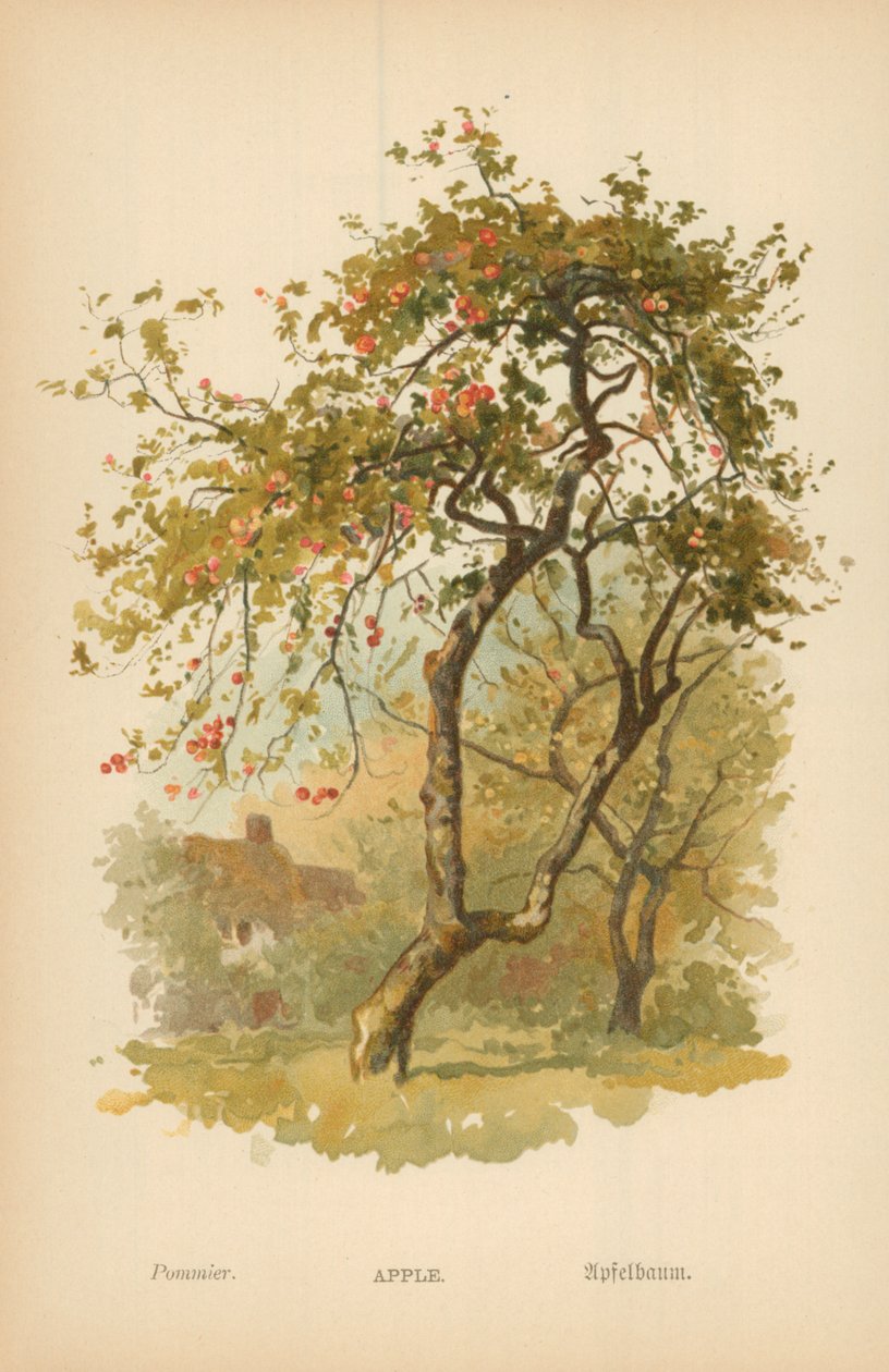 Apple by William Henry James Boot