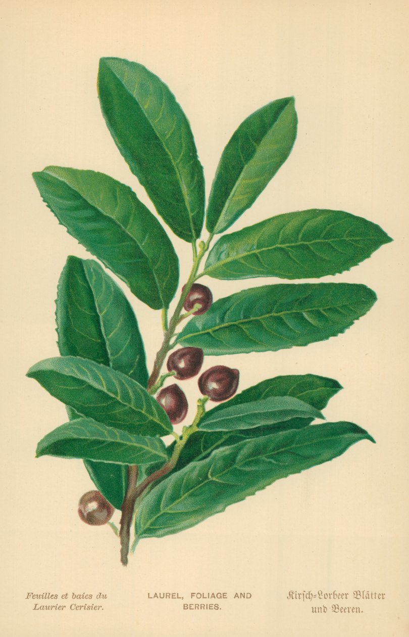 Laurel, Foliage and Berries by William Henry James Boot