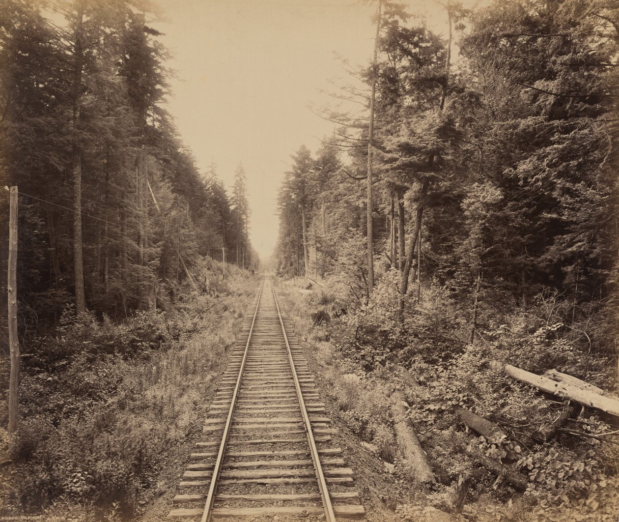 Hemlock Forest by William Herman Rau