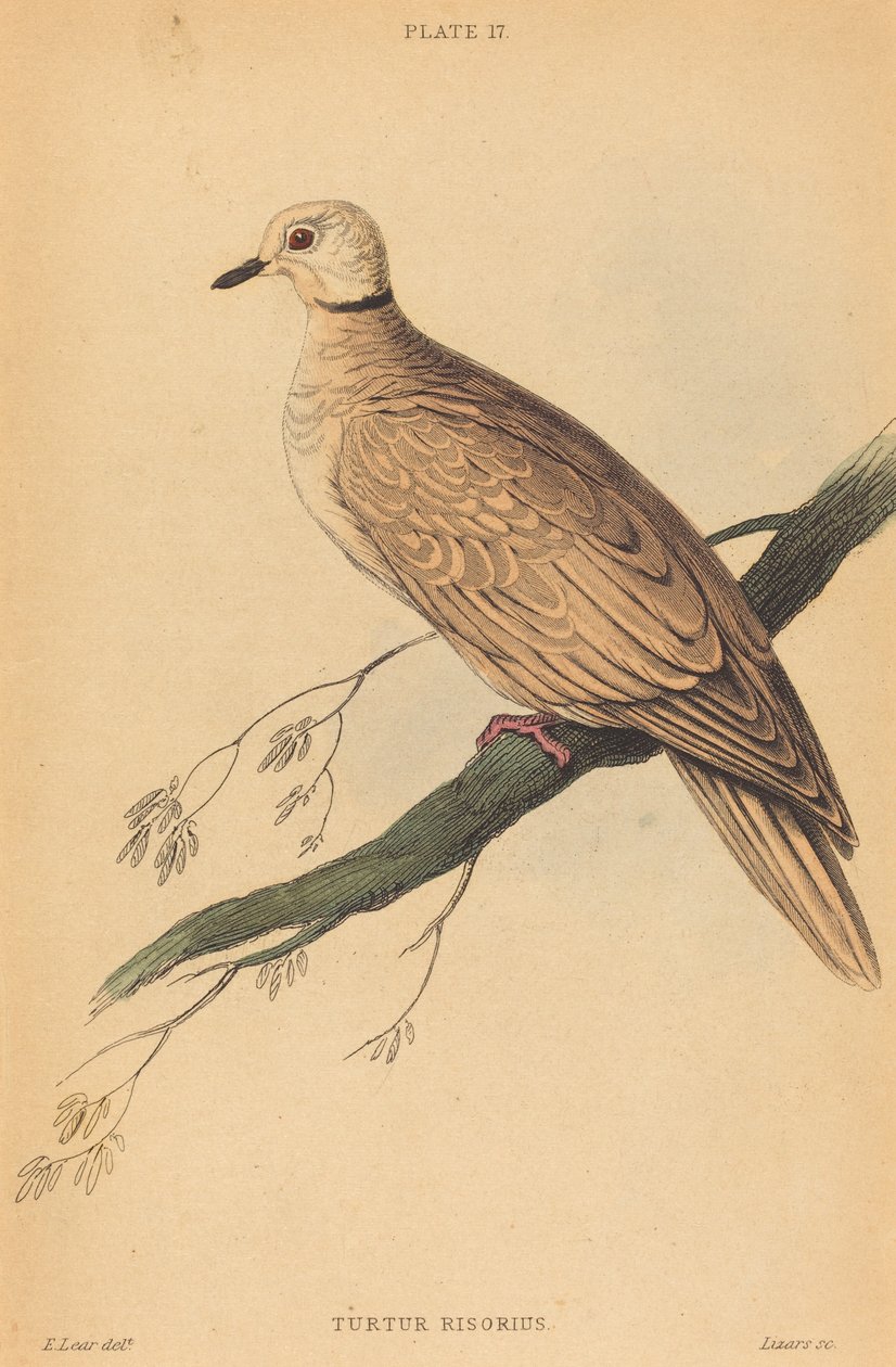 Turtur Risorius by William Home Lizars after Edward Lear