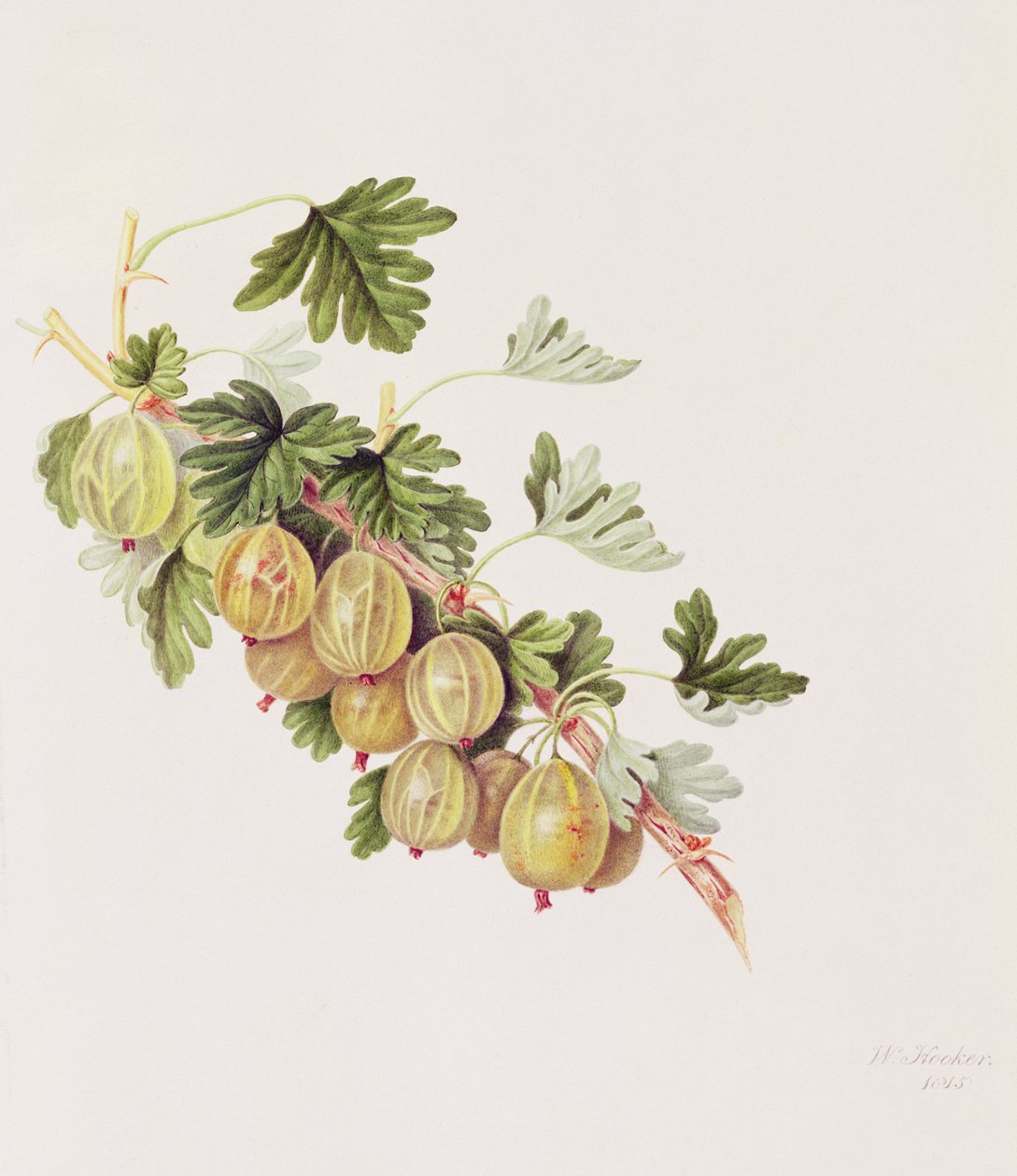 Green Gooseberry, 1815 by William Hooker