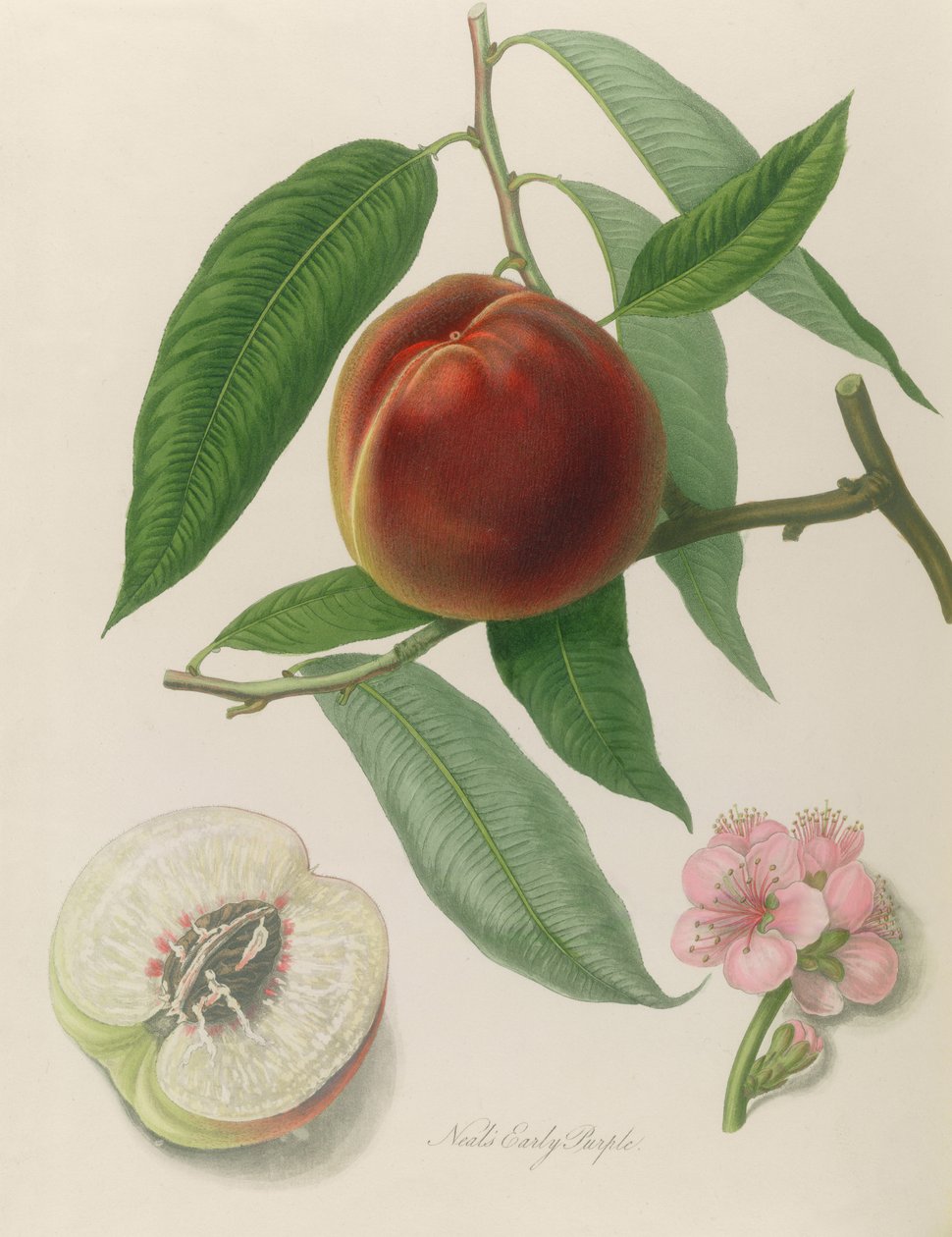 Nectarine: Neals Early Purple by William Hooker