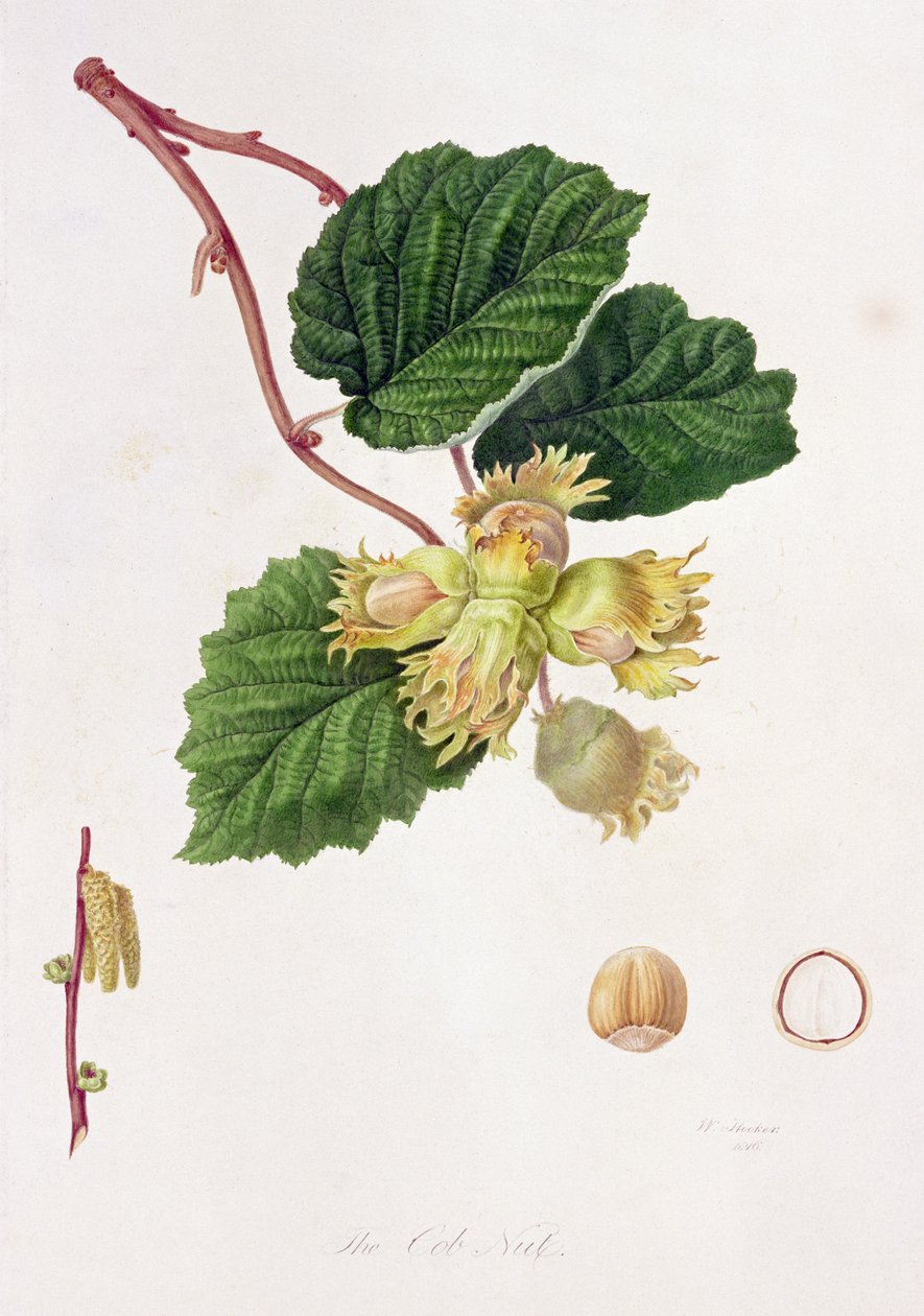 The Cob Nut, 1816 by William Hooker