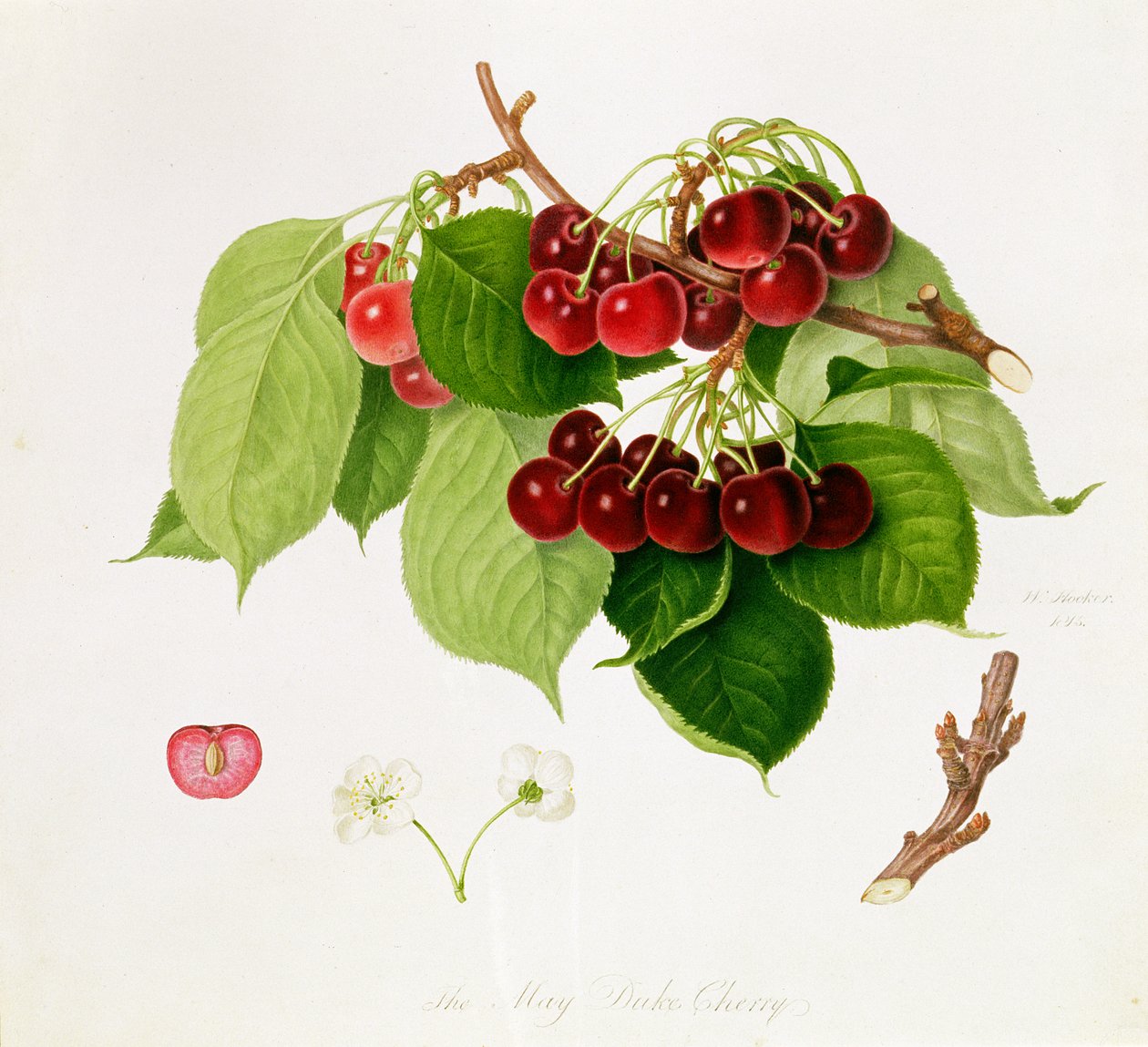 The May Duke Cherry, 1815 by William Hooker