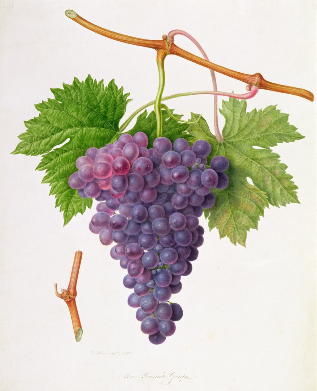 The Poonah Grape by William Hooker