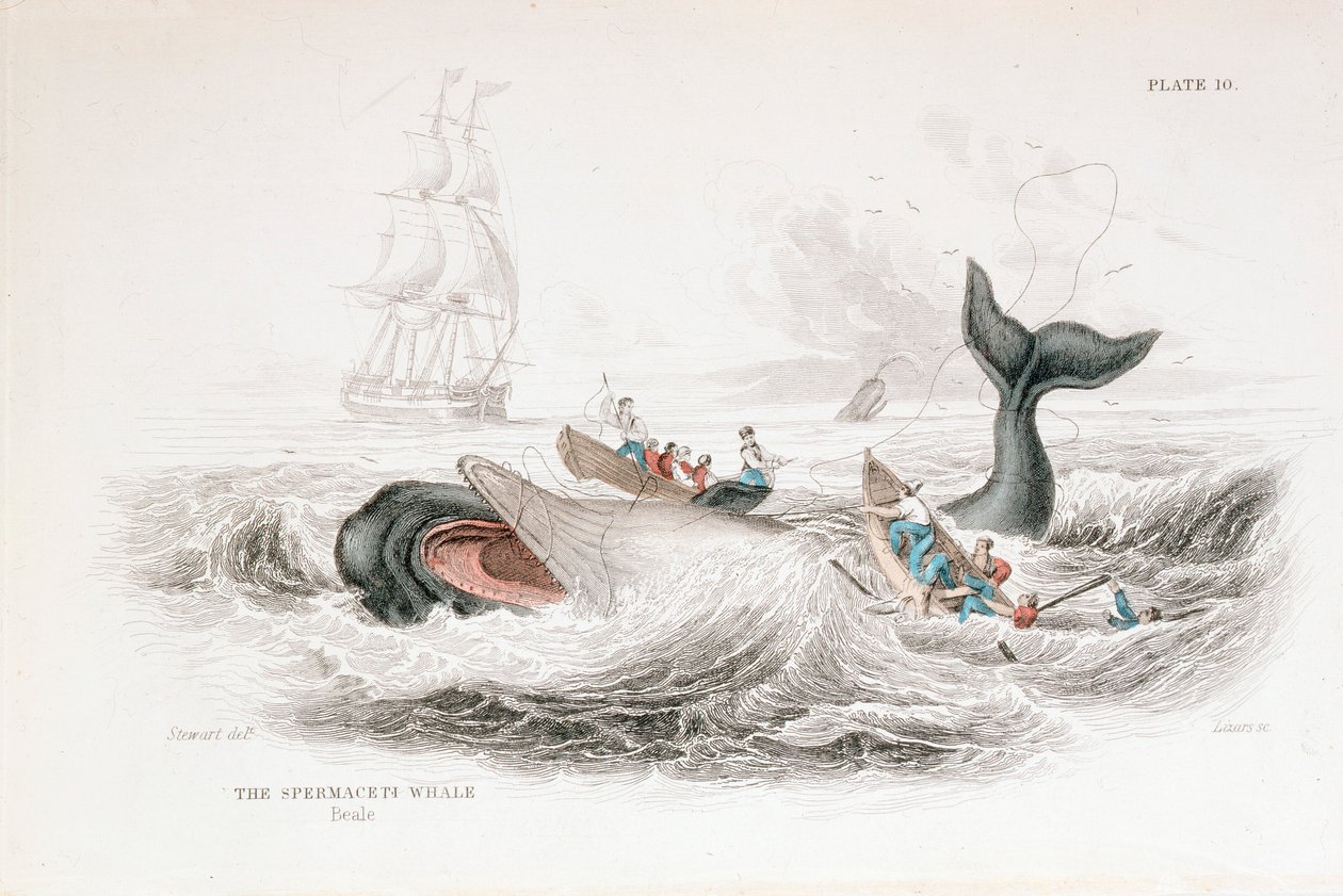 Harpooning a Sperm Whale, 1837 by William Jardine