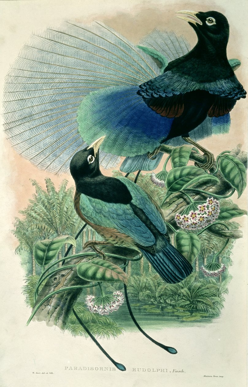 Blue Bird of Paradise by William Matthew Hart