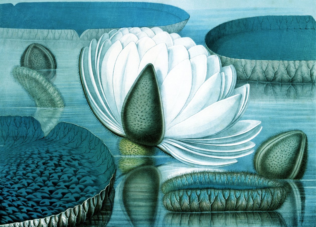 Waterlilies by William Sharp