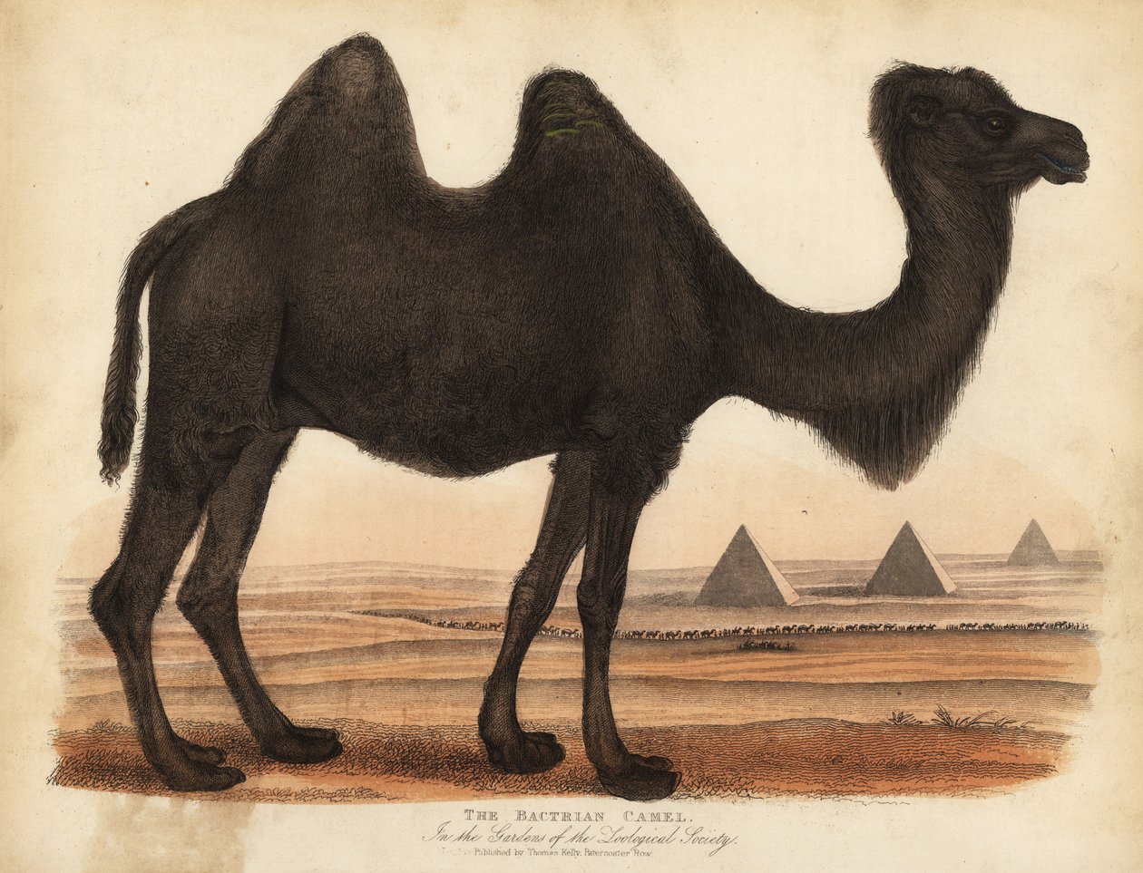 Bactrian camel, Camelus bactrianus by William Smellie