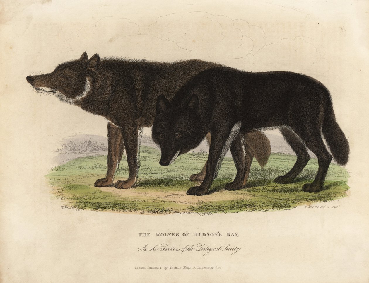 Wolves of Hudson Bay, Canis lupus by William Smellie