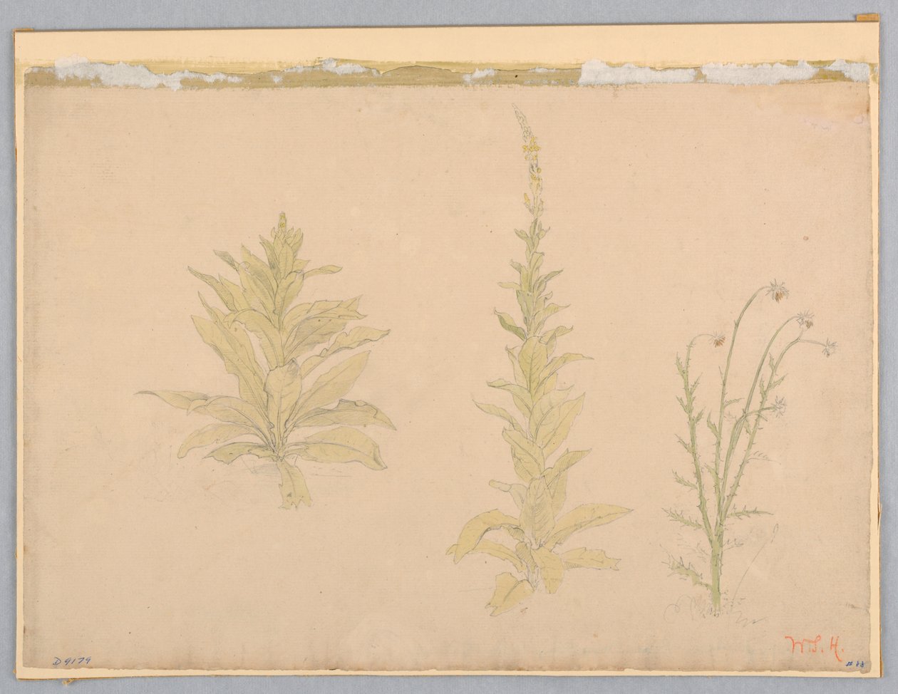 Study of Mullein Plants by William Stanley Haseltine