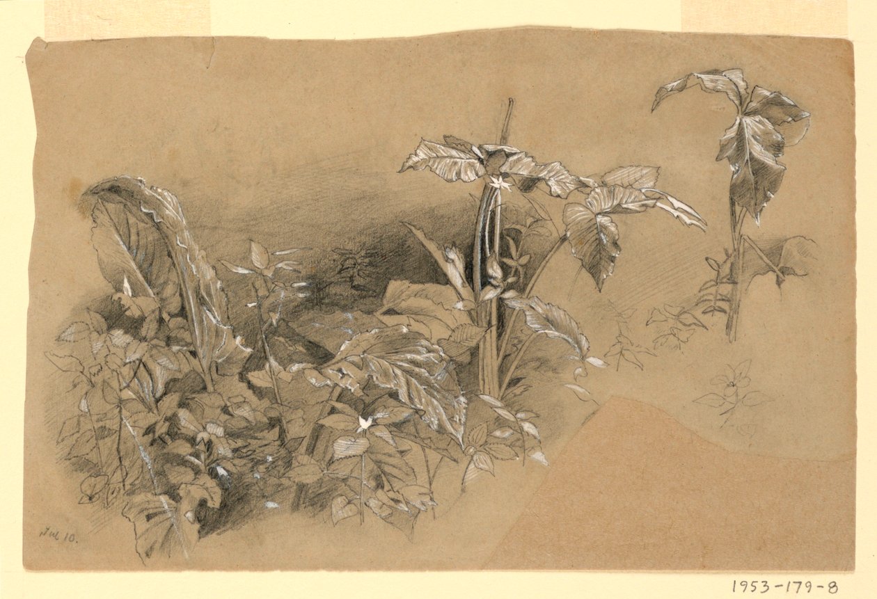Study of Foliage by William Trost Richards