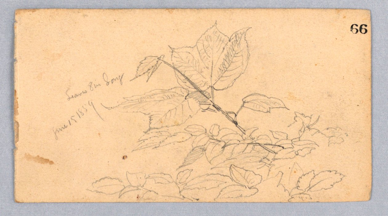Study of Foliage by William Trost Richards