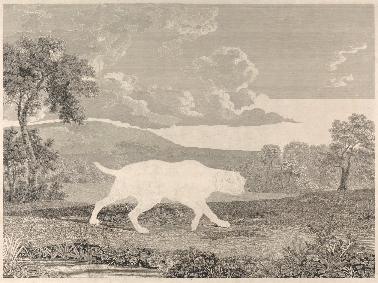 The Spanish Pointer by William Woollett