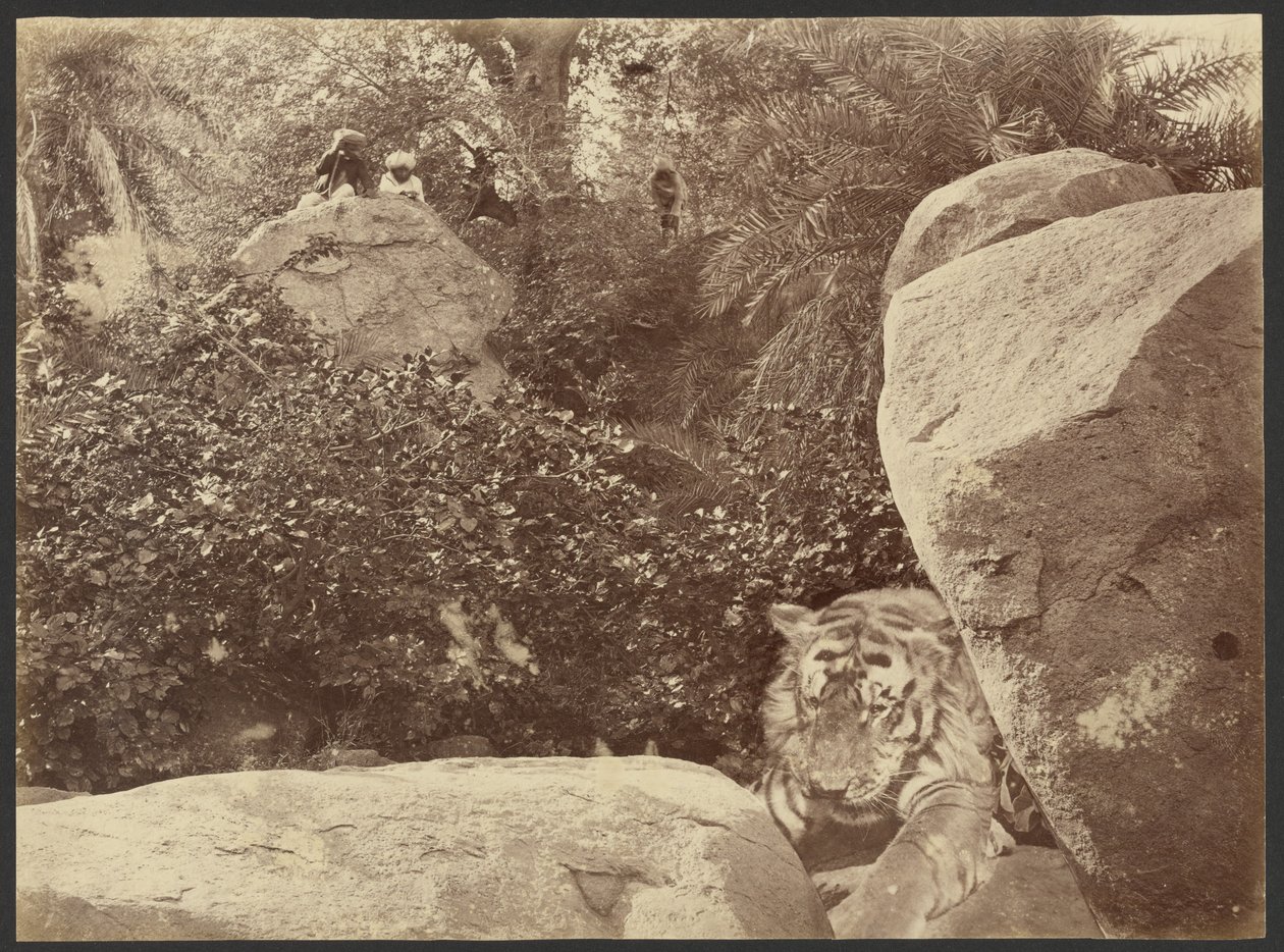 Tiger on Rocks by Willoughby Wallace Hooper