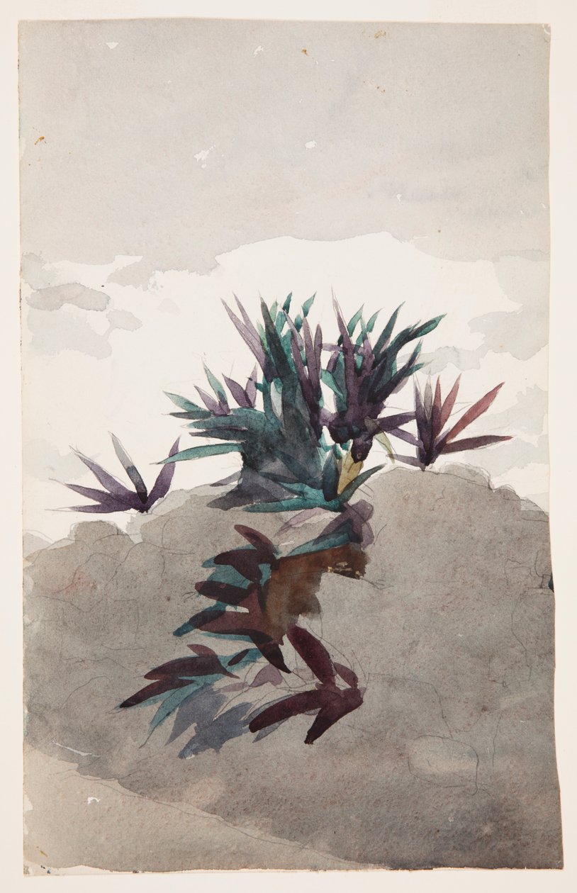 Hillside with Clumps of Maguey by Winslow Homer