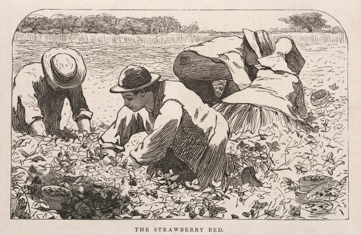 The Strawberry Bed by Winslow Homer