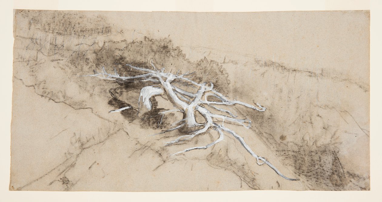 Tree Roots on a Hillside, Prout