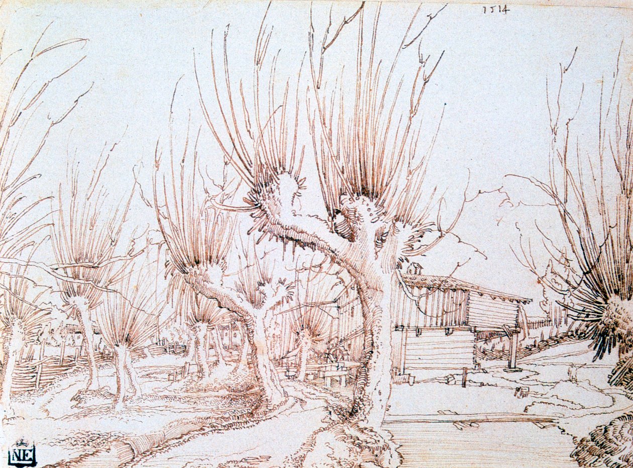 Willow Plantation by Wolf Huber